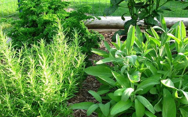 162 1653906060 edible-herb-gardens-tips-for-growing-a-culinary-herb-garden