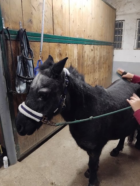 IMG 20251120 151819 konji