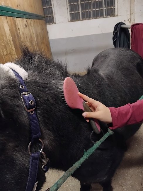 IMG 20251120 151250 konji