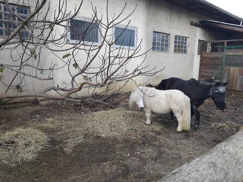 IMG 20251120 150501 konji