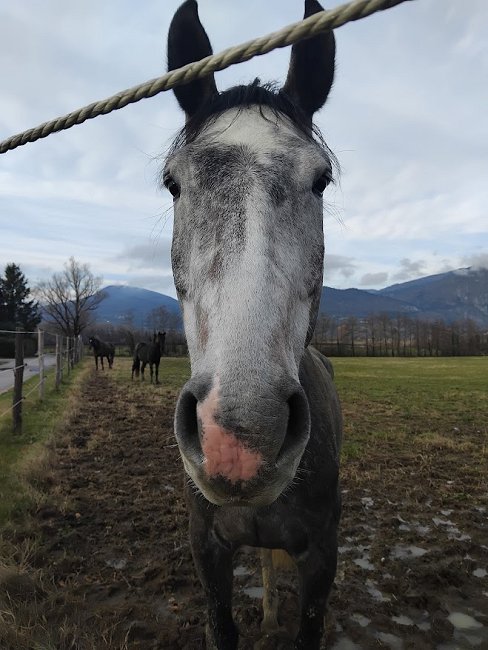 IMG 20251120 145419 konji